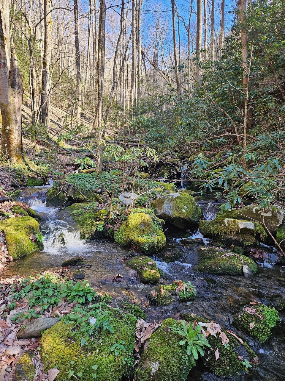 Great Smoky Mountains expedition