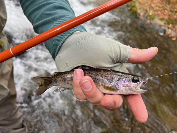 Fly fishing experience